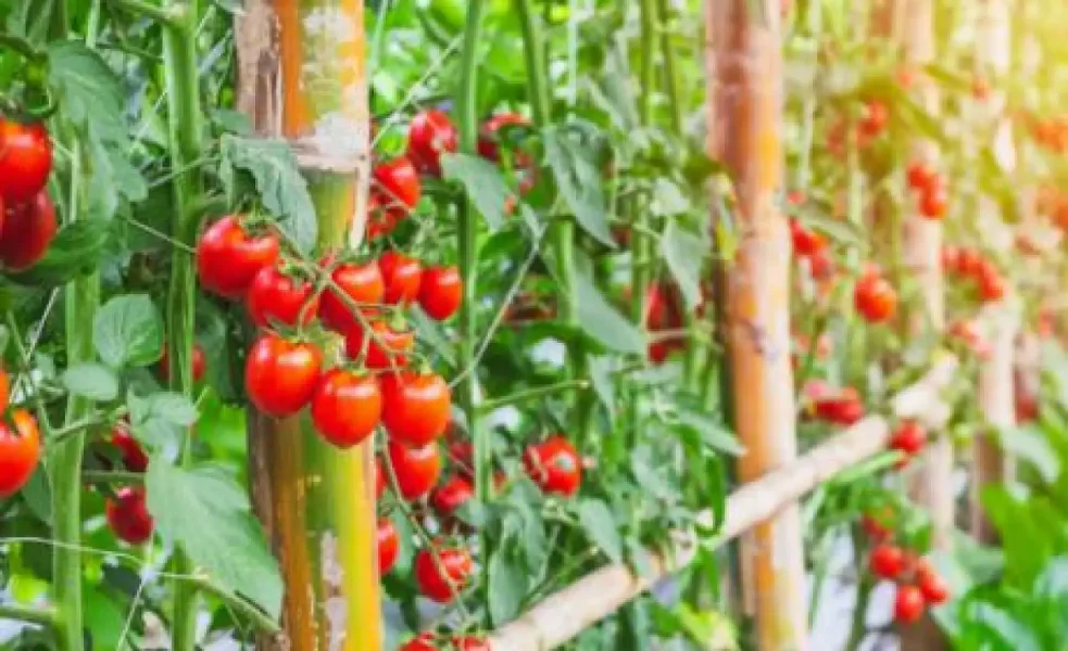 er-produce-picks-greenmedinfo-1786352241-rv5U-full.webp