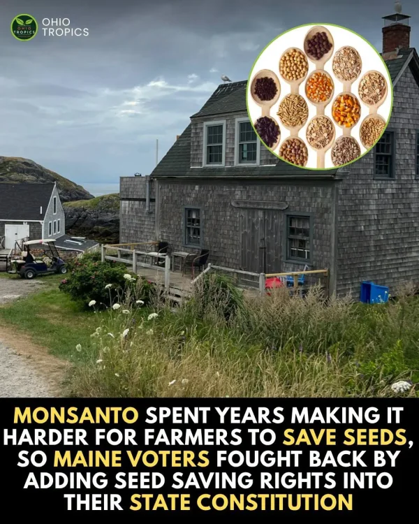 May be an image of text that says 'OHIO TROFICS TROPICS 日L魚集 MONSANTO SPENT YEARS MAKING HARDER FOR FARMERS to SAVE SEEDS, so MAIN VOTERS FOUGHT BACK BY ADDING SEED SAVING RIGHTS INTO THEIR STATE CONSTITUTION'