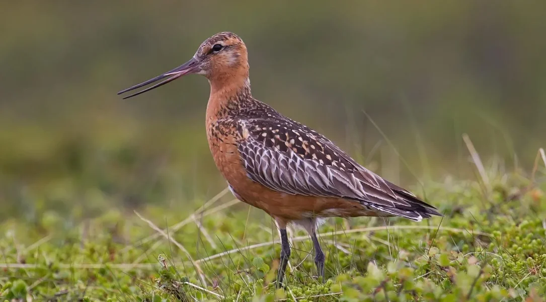 -b6a692aa0139%2Fbar-tailed-godwit-w-1500-718068150.webp