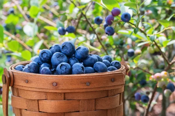 Blueberry compound shows promise in helping...