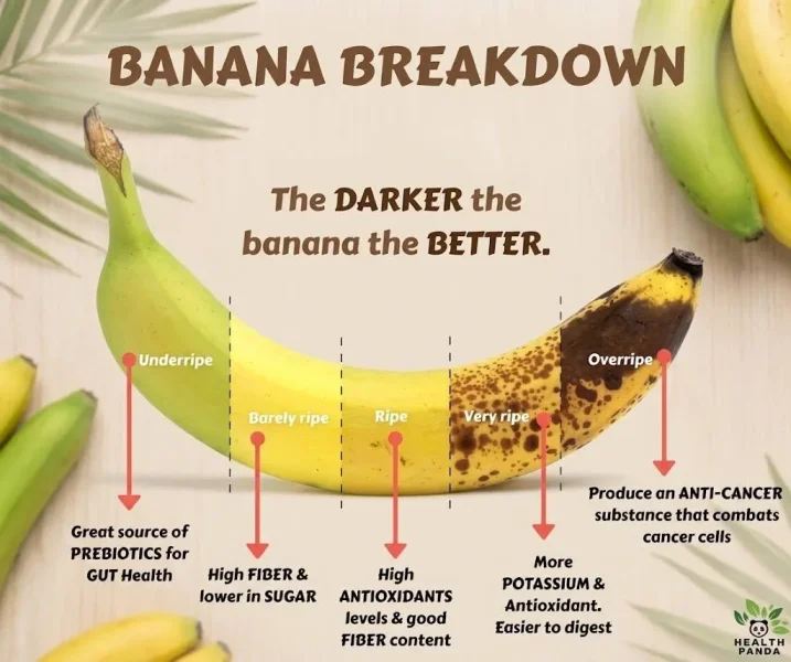 May be an image of fruit and text that says 'BANANA BREAKDOWN The DARKER the banana the BETTER. Underripe Barely Barelyripe ripe Overripe Ripe Veryripe Very ripe Great source Greatsourceof of PREBIOTICS for GUT Health High FIBER & lower in SUGAR Produce an ProduceanANTI-CANCER ANTI-CANCER substance that combats cancer cells High ANTIOXIDANTS levels good FIBER content More POTASSIUM & Antioxidant. Easier to digest HEALTH PANDA'