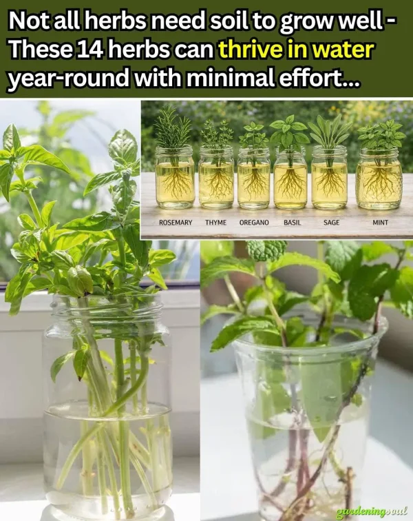 May be an image of seedlings and text that says 'Not all herbs need soil to grow well These 14 herbs can thrive in water year-round with minimal effort... ROSEMARY THYME OREGANO BASIL SAGE MINT gardeningsout oul'