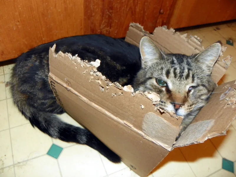 10-04-25 Spike in the too small box 02.webp