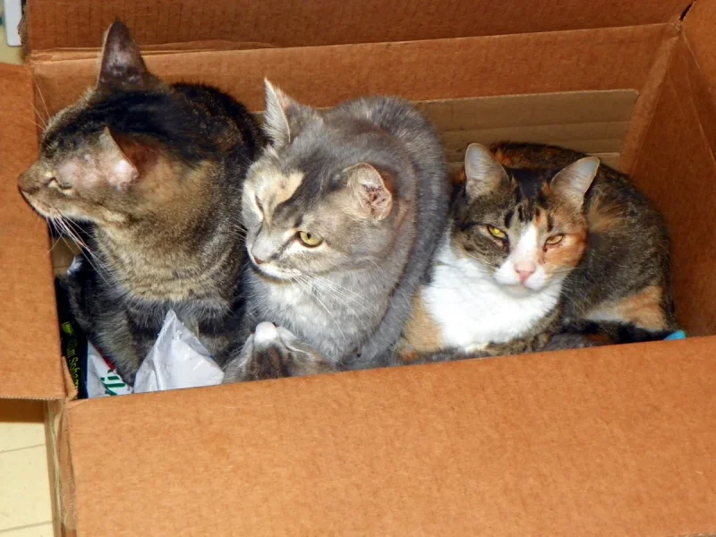 10-06-25 Cats in the plant box.webp