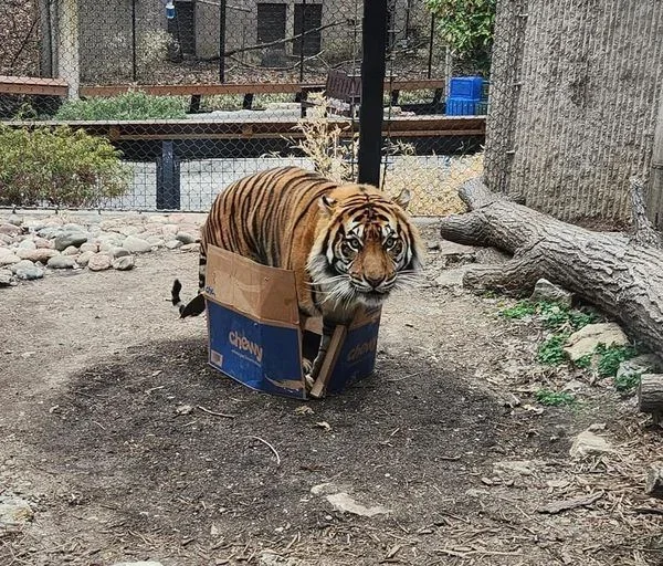 Tiger in a Box 1.webp