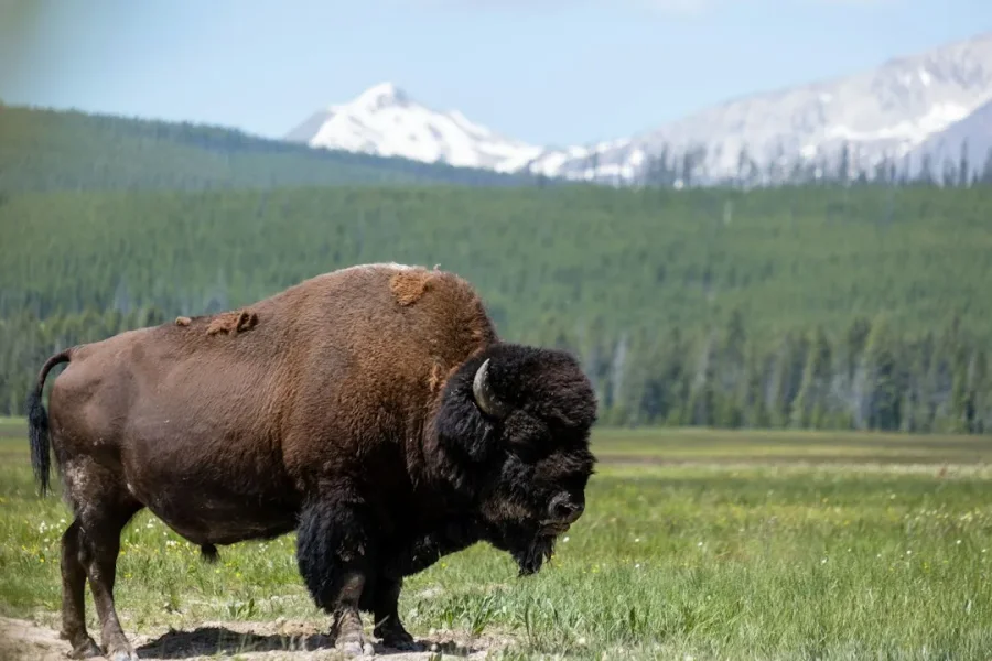 a bison in yellowstone