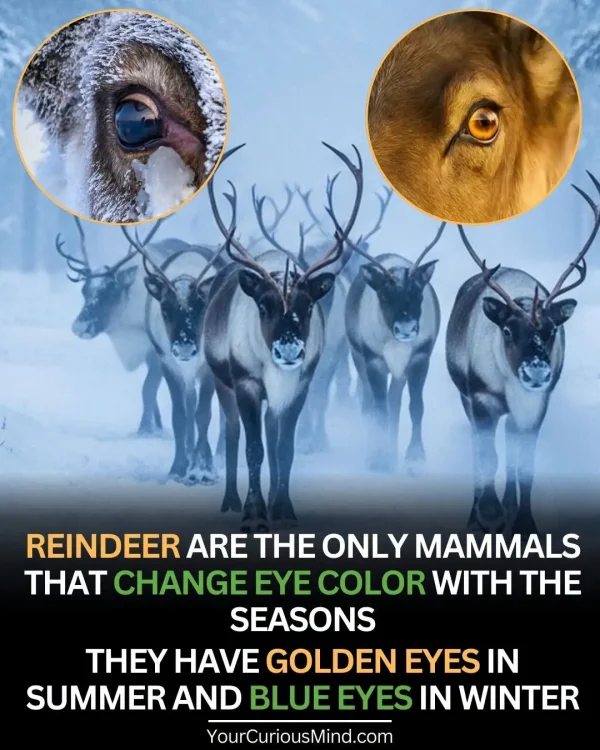 May be an image of deer and text that says 'REINDEER ARE THE ONLY MAMMALS T CHANGE EYE COLOR WITH THE SEASONS THEY HAVE GOLDEN EYES IN SUMMER AND BLUE EYES IN WINTER YourCuriousMind.com'