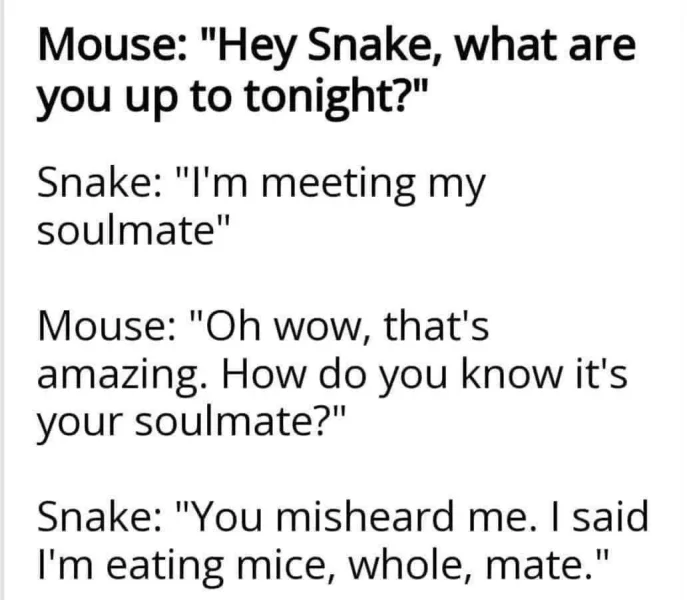May be an image of rat, snake and text that says 'Mouse: Hey Snake, what are you up to tonight? Snake: I'm meeting my soulmate Mouse: Oh wow, that's amazing. How do you know it's your soulmate? Snake: You misheard Te. I said I'm eating mice, whole, mate.'