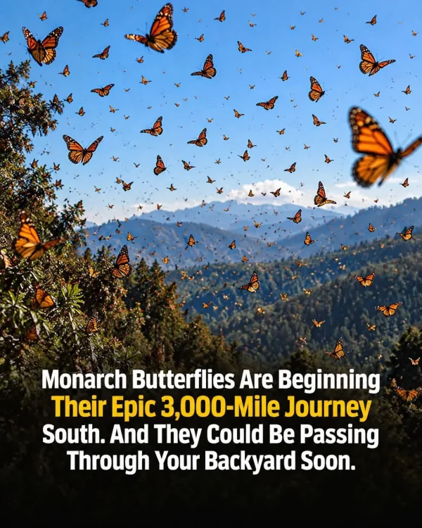 May be an image of text that says 'Monarch Butterflies Are Beginning Their Epic 3,000- Journey South. And They Could Be Passing Through Your Backyard Soon.'