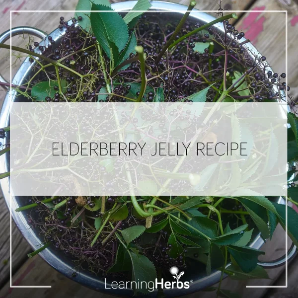 Elderberry Jelly Recipe