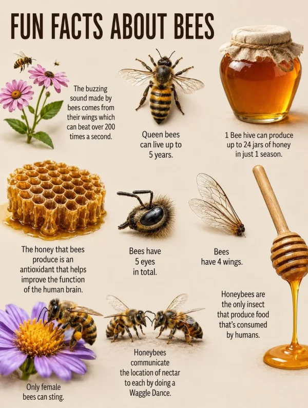 May be an image of text that says 'FUN FACTS ABOUT BEES The buzzing sound made by bees comes from their wings which can beat over 200 times second. Queen bees can live up to 5 years. 1 Bee hive can produce up to jars fhoney njust season. The honey that bees produce antioxidant that helps improve the function of the human brain. Bees have 5 eyes in total. Bees have wings. Honeybees are the only insect that produce food that's consumed by humans. Only female bees can sting. Honeybees communicate the location of nectar to each by doing a Waggle Dance.'