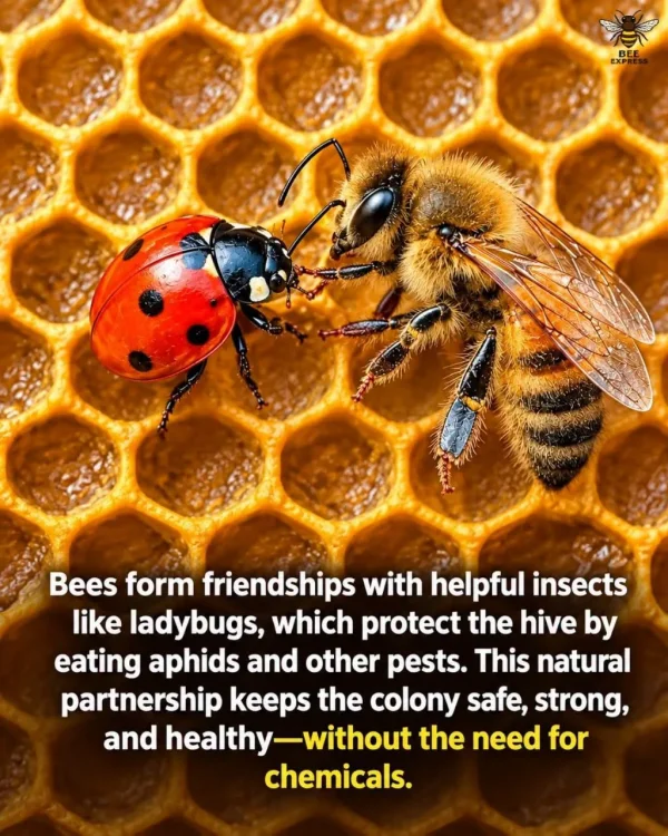 May be an image of text that says 'BEE Bees form friendships with helpful insects like ladybugs, which protect the hive by eating aphids and other pests. This natural partnership keeps the colony safe, strong, and healthy-without without the need for healthy chemicals.'