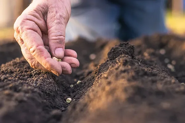 The seed stockpile secret: Why preppers are...