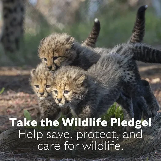 Wildlife Needs You Now / Take the pledge!