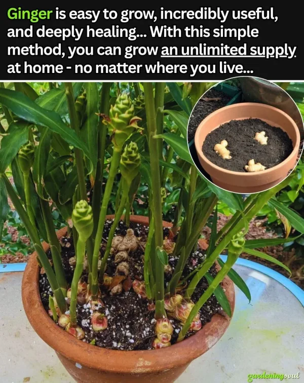 May be an image of text that says 'Ginger is easy to grow, incredibly useful, and deeply healing... With this simple method, you can grow an unlimited supply. at home no matter where you live... gardeningsoul'