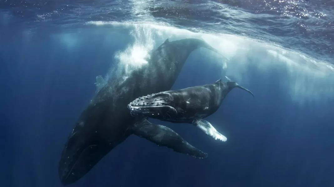 -fbd2e0eac061%2Fhumpback-whale-and-calf-underwater.webp