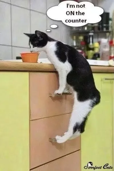 May be an image of cat and text