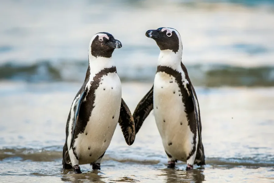 loads%2F2026%2F09%2FPenguins-propose-with-rocks_AF.webp