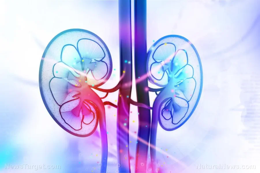 Your kidneys need these drinks: What science says... Your kidneys need these drinks: What science says...