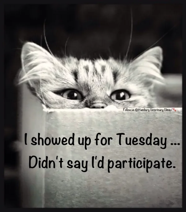tuesday-morning-funny-Meme-3379508463.webp