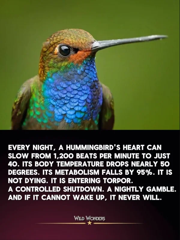 May be an image of hummingbird and text
