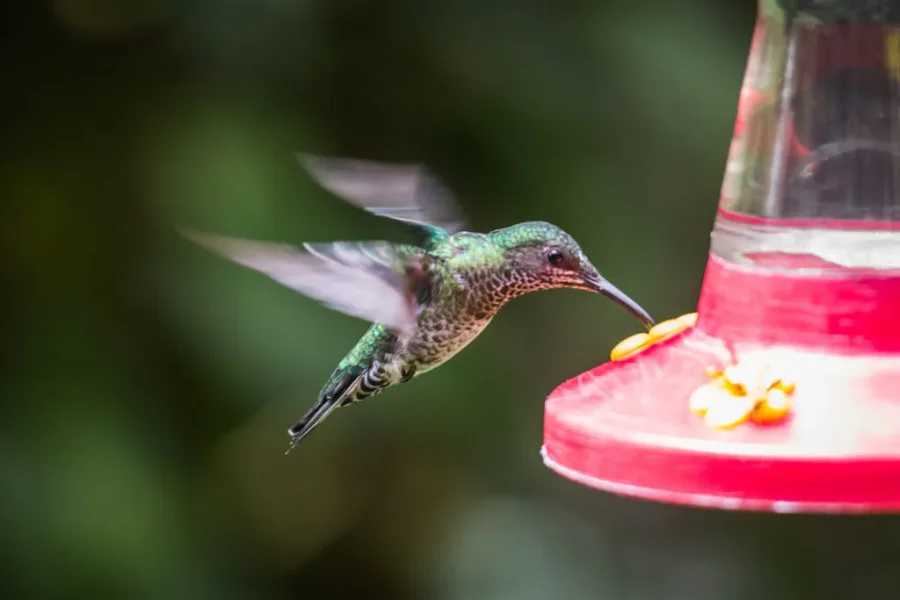 Can Hummingbirds Drink Cold Nectar