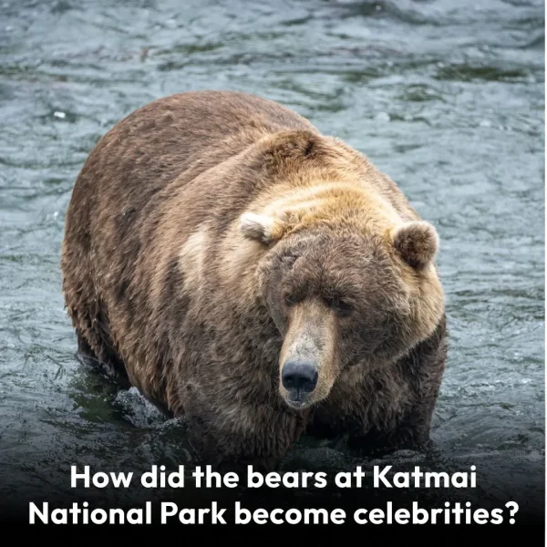 A large bear stands in the water at Katmai National Park. Text at the bottom asks, How did the bears at Katmai National Park become celebrities?
