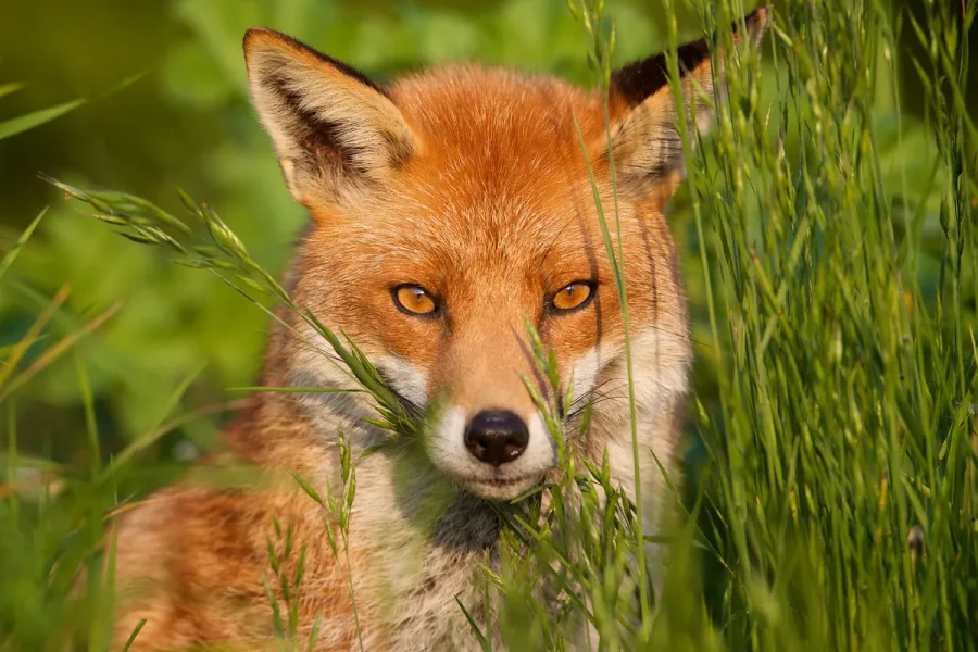 Fuploads%2F2026%2F09%2FFoxes-have-a-vocal-range_AF.webp