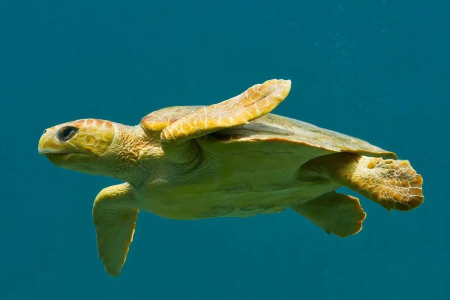 2Fwp-content%2Fuploads%2F2026%2F09%2FSea-turtle_AF.webp