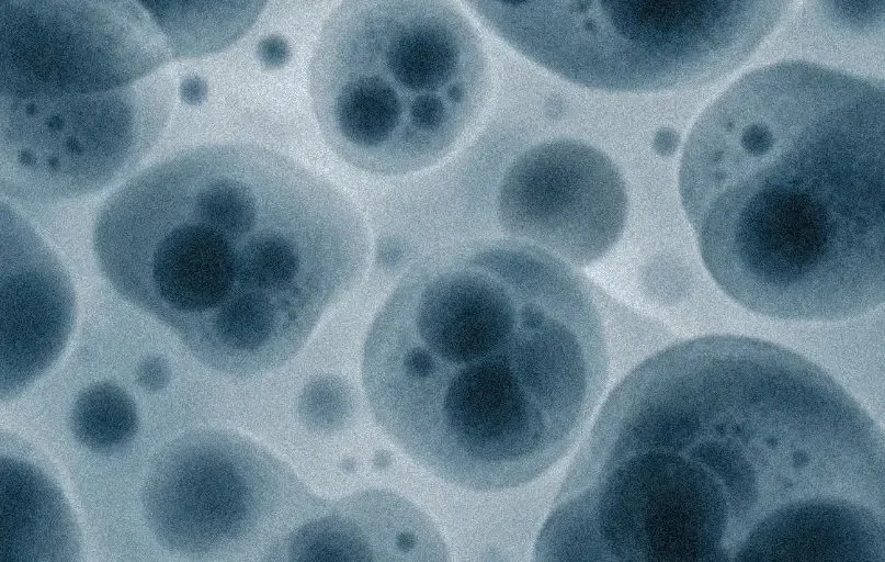 Microscope view of clustered living cells