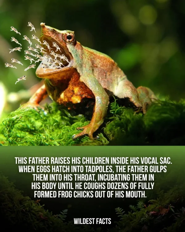 May be an image of amphibian and text