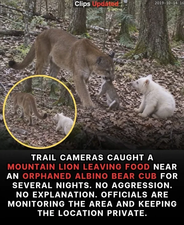 May be an image of big cat and text