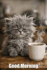 5178.gif