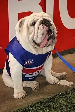 ldogs_real_life_mascot.jpg?utm_source=en.wikipedia.webp ldogs_real_life_mascot.jpg?utm_source=en.wikipedia.webp