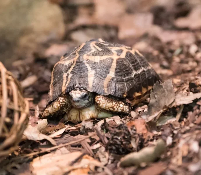 es%2F2026%2F10%2F06%2Fmadagascar_spider_tortoise-3.webp