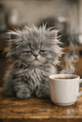 sleepy-cat-morning-coffee.gif sleepy-cat-morning-coffee.gif