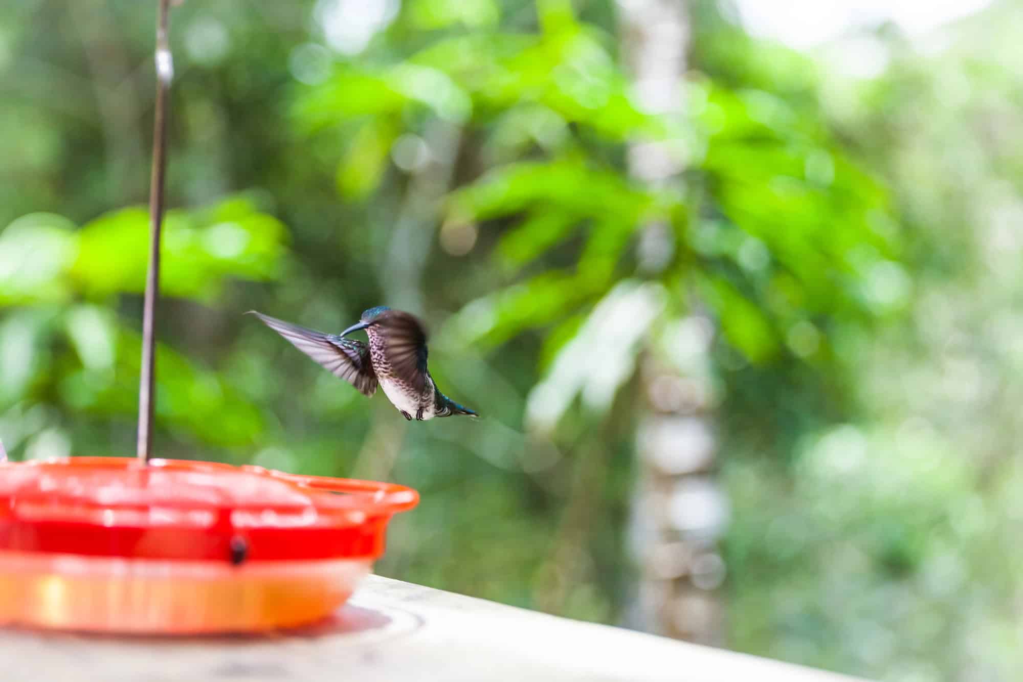 www.wildbirdscoop.com