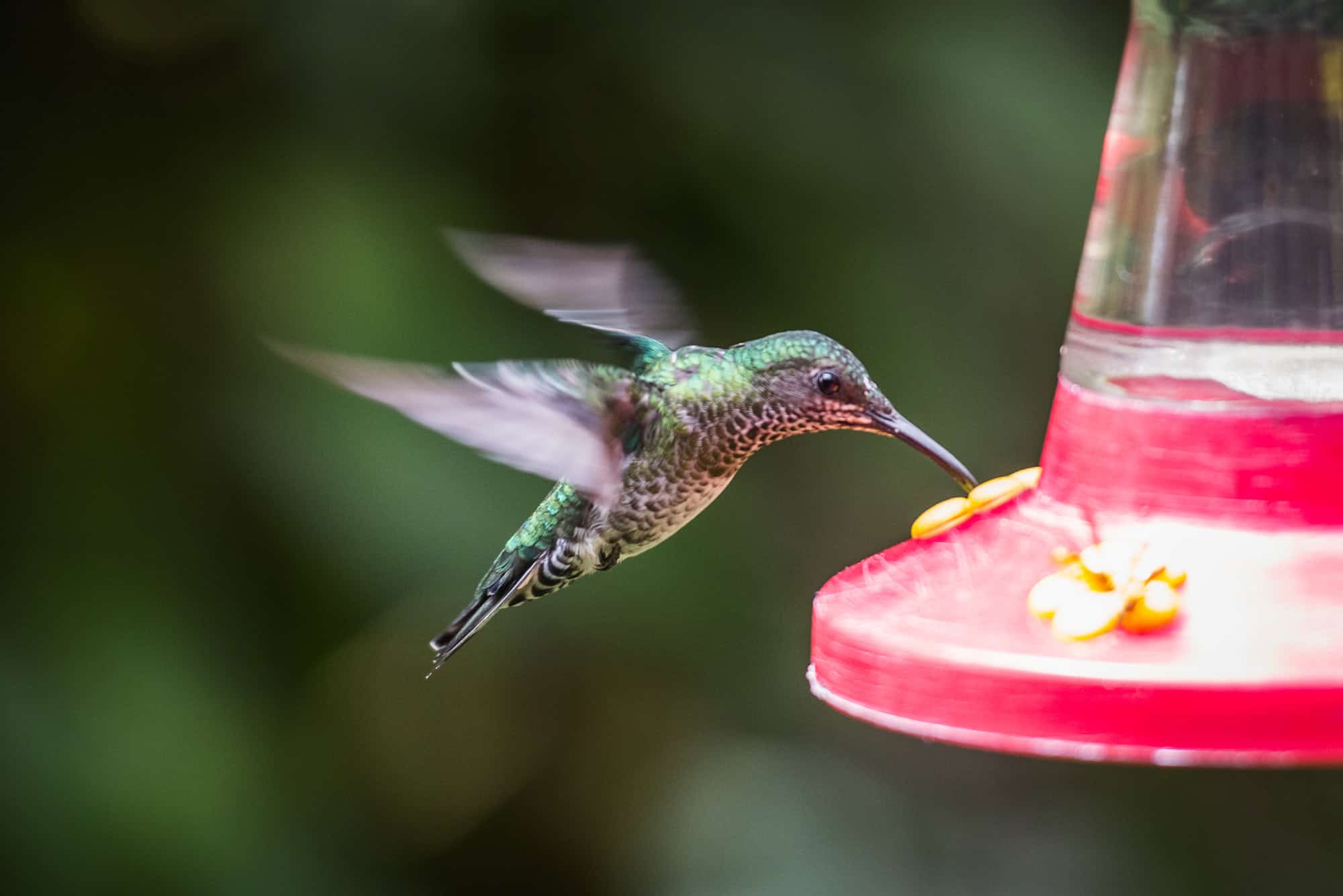 www.wildbirdscoop.com